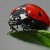 ladybug8738